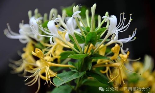 五子健功效作用副作用-【五子健功效作用副作用】五子尿康贴的功效和作用 - 五子尿康贴的功效网